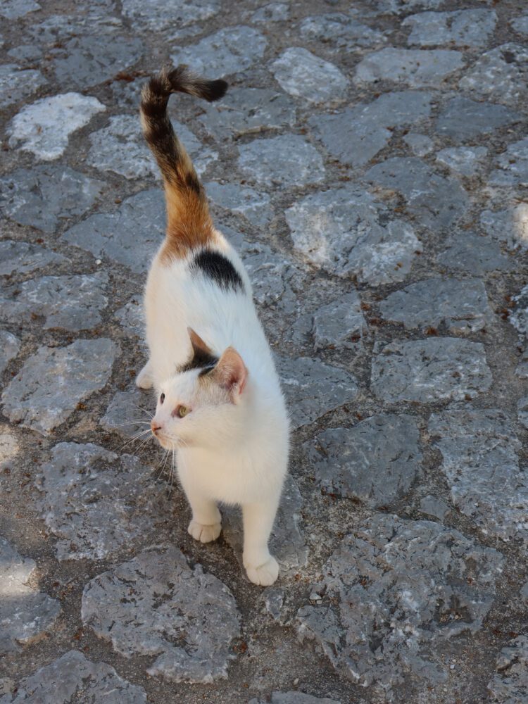 White and calico street cat standing on a stone-paved walkway in Croatia, gazing off to the side—capturing the charm of everyday moments and the local feline population found in historic coastal towns.