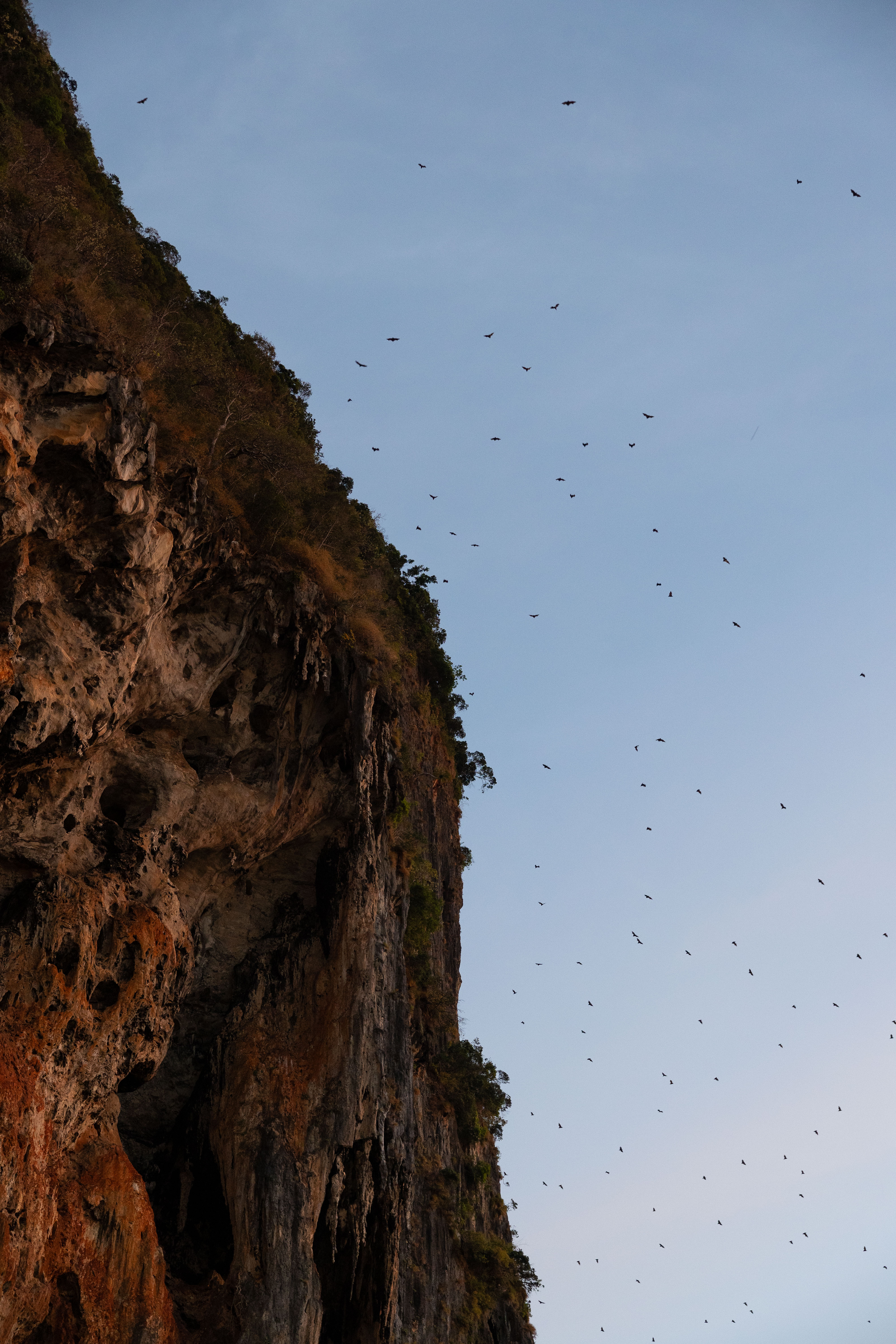 Bats emerge at dusk from the dramatic limestone cliffs near Rayavadee Resort, creating a mesmerizing swirl against the twilight sky.