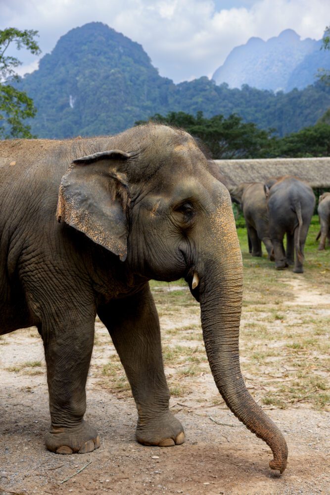 Asian elephant standing peacefully at an ethical sanctuary in Thailand, with a backdrop of lush green mountains and a herd grazing in the distance under a cloudy sky.