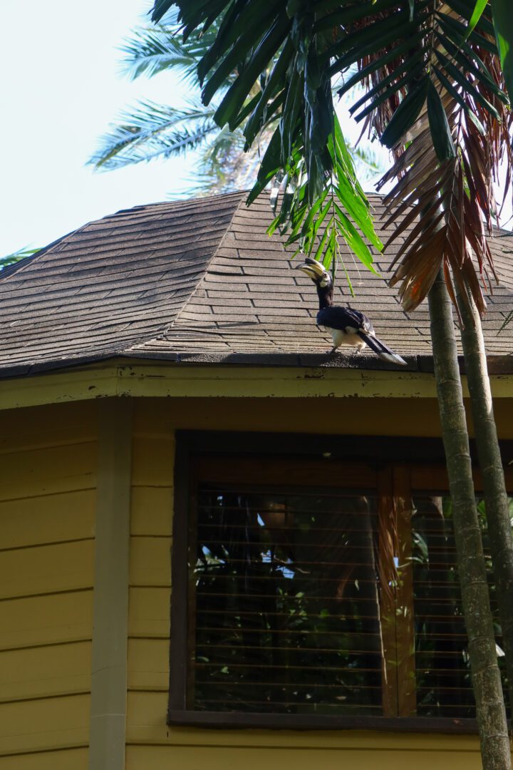 A hornbill perches on the rooftop of a villa at Rayavadee Resort, blending into the tropical surroundings of palm trees and jungle greenery.