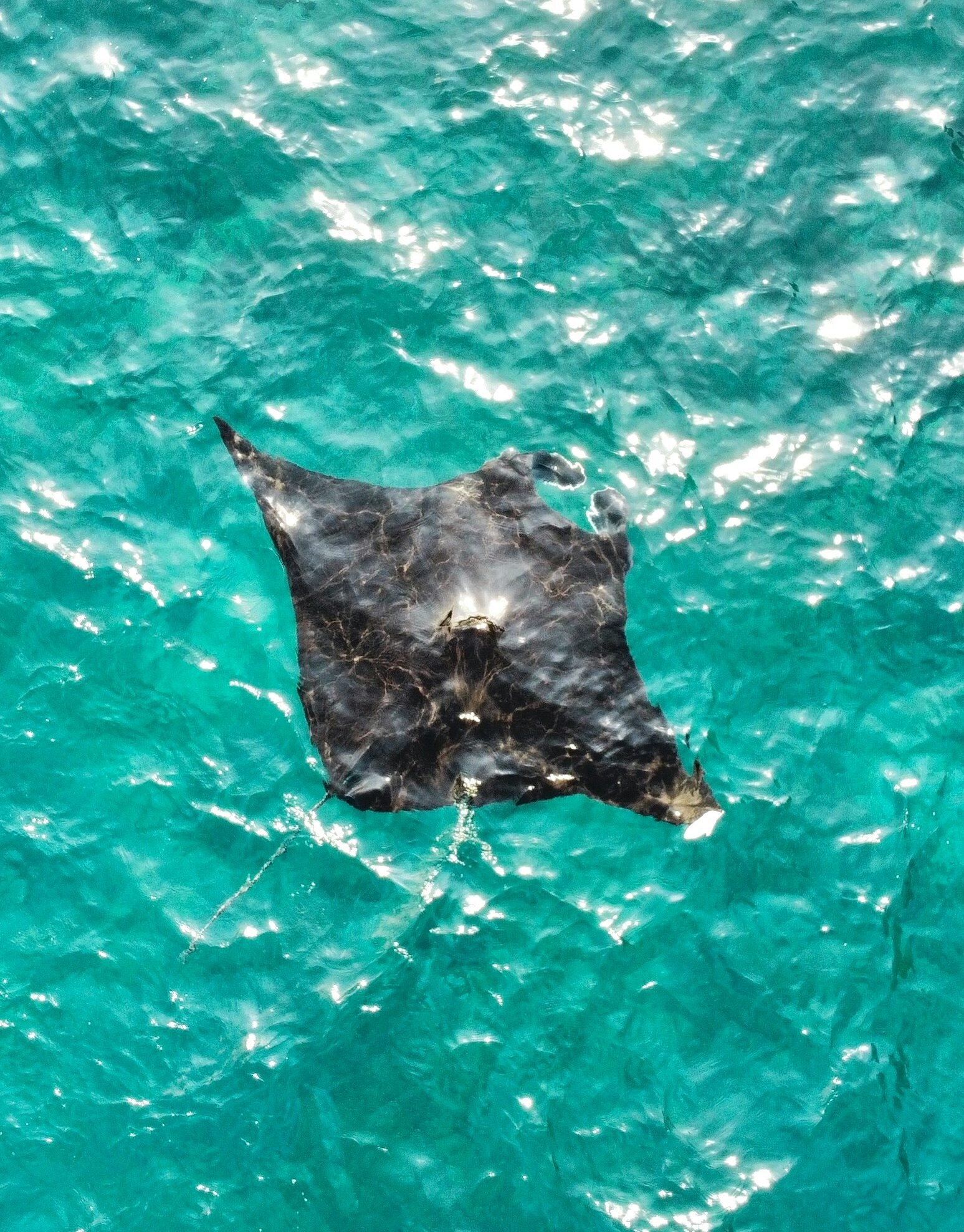 A manta ray glides through the crystal-clear turquoise waters near Nusa Penida, its dark silhouette contrasting against the sunlit sea.