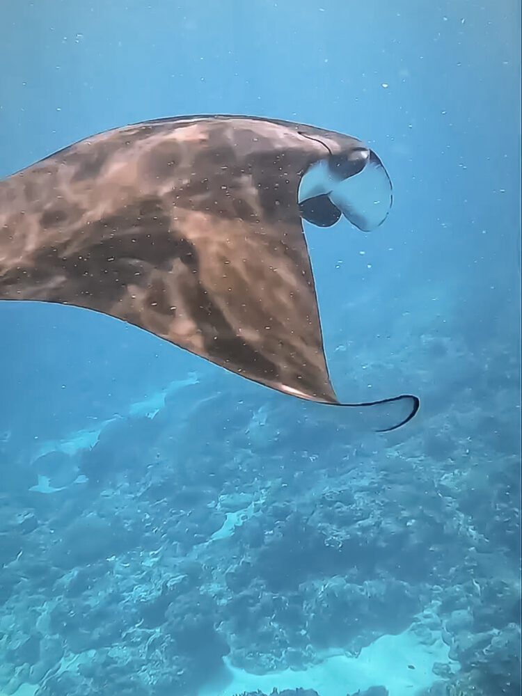 A graceful manta ray glides through the vibrant blue waters during a snorkeling tour off the coast of Nusa Penida.
