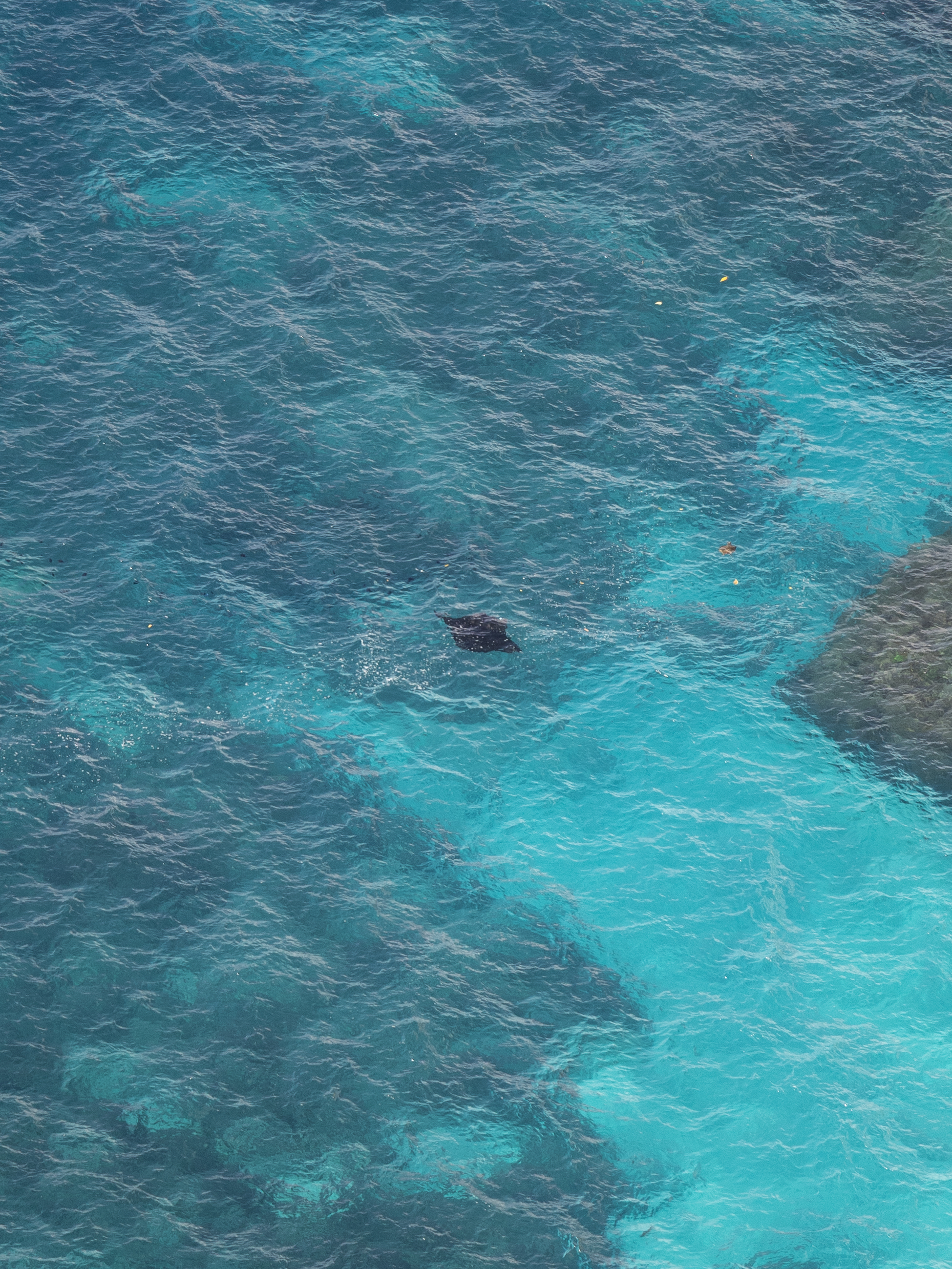 A manta ray swims beneath the turquoise waters, spotted from the cliffs overlooking the coastline of Nusa Penida.