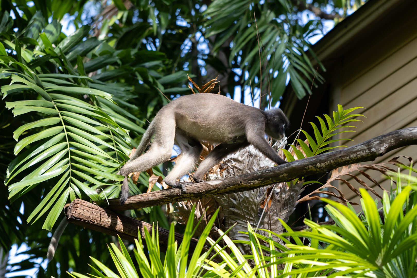 Monkey spotted climbing through the lush tropical foliage at Rayavadee Resort on Railay Beach, blending into the natural jungle surroundings.