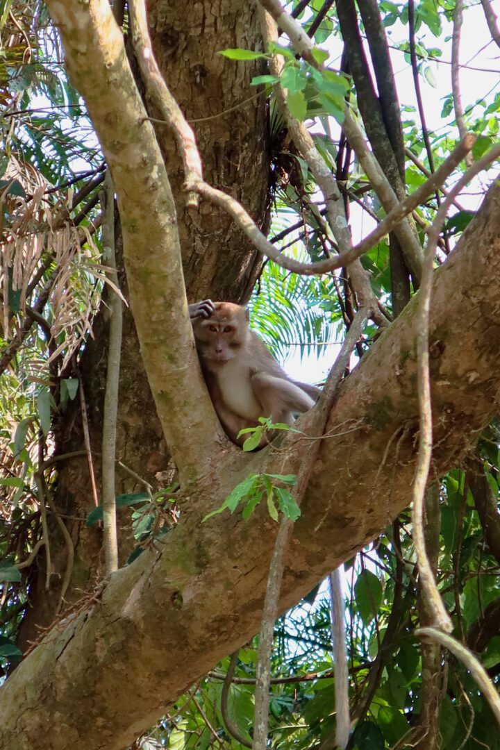 Macaque sitting in a tree in Khao Sok National Park, scratching its head while surrounded by dense tropical foliage.