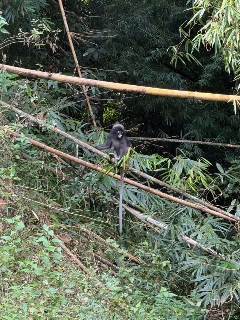 Dusky langur perched on bamboo stalks in the jungle of Khao Sok National Park, Thailand, surrounded by dense greenery.