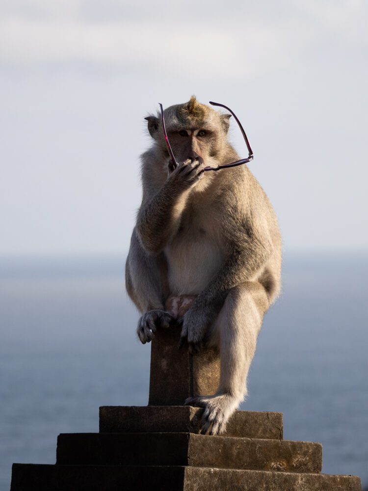Long-tailed macaque playfully holding stolen sunglasses at Uluwatu Temple, Bali, with the ocean in the background.