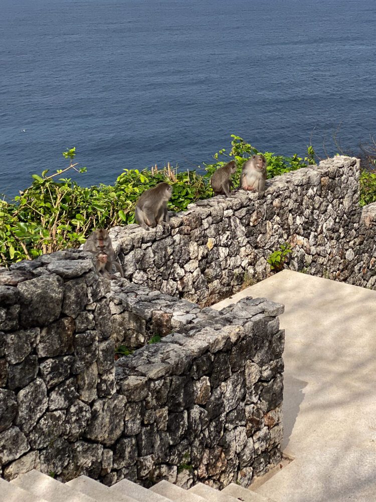 A group of macaques perched along the stone walls of Uluwatu Temple overlooking the Indian Ocean.