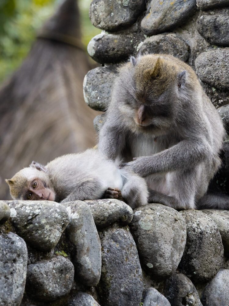 Mother and baby long-tailed macaques resting on a stone wall at Alila Ubud, a common sight in this jungle retreat.