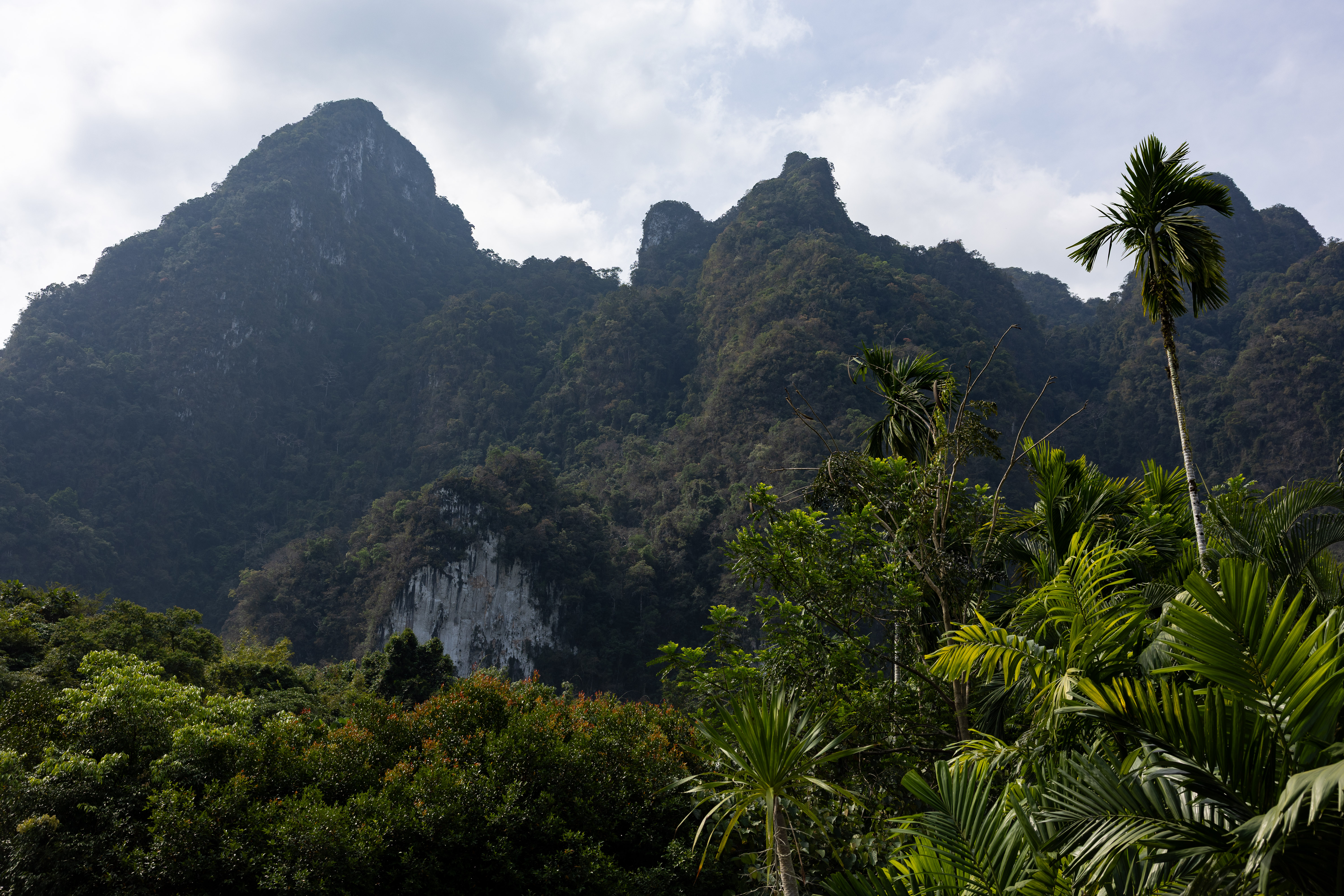 Towering limestone peaks covered in dense rainforest rise behind swaying palms at Elephant Hills Jungle Camp in Khao Sok National Park.