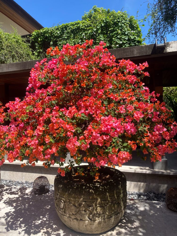 Vibrant bougainvillea in full bloom outside the Hyatt Regency Sanur, creating a striking contrast against the blue Bali sky.