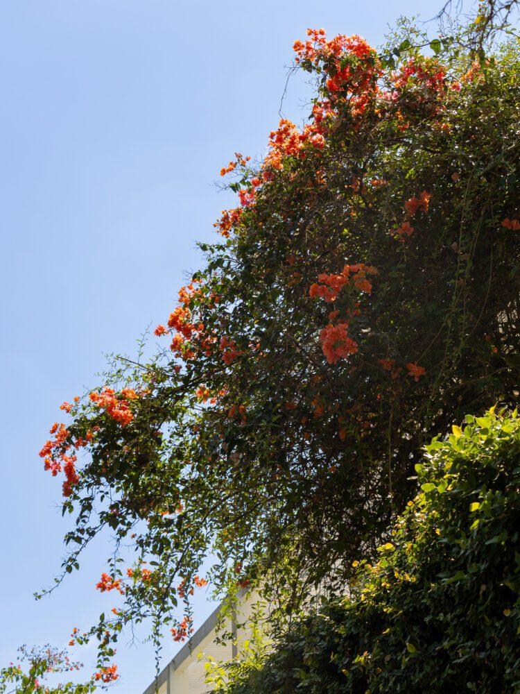 Bright orange bougainvillea blooms cascade over a sunlit rooftop, contrasting against a clear blue sky in Bali.