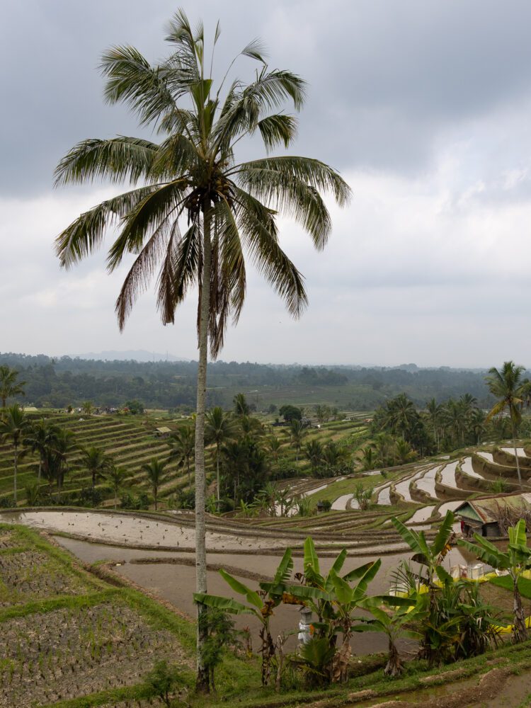A lone palm tree rises above Bali's UNESCO-listed Jatiluwih rice terraces, with dramatic skies looming overhead.