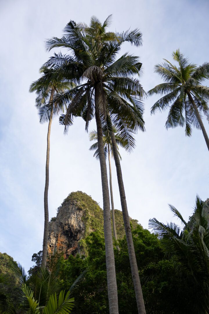 Towering palm trees frame the rugged limestone cliffs surrounding Rayavadee Resort, capturing the lush, tropical beauty of Railay Beach in southern Thailand.