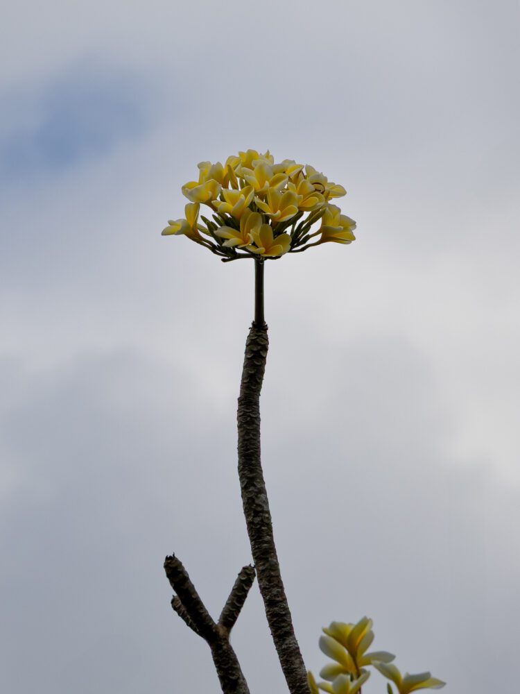 A tall frangipani tree in bloom, with delicate yellow-white flowers standing out against a cloudy Bali sky.