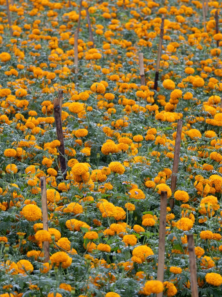 Lush field of vibrant golden marigolds blooming in Sidemen, Bali, often used in Balinese temple offerings.