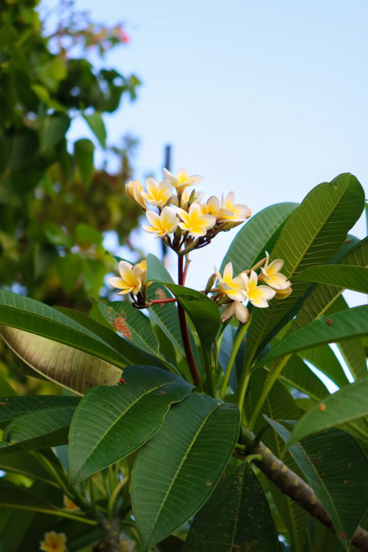 Cluster of vibrant yellow and white frangipani flowers blooming on a tree in Koh Phi Phi, surrounded by lush green leaves under a clear blue sky.