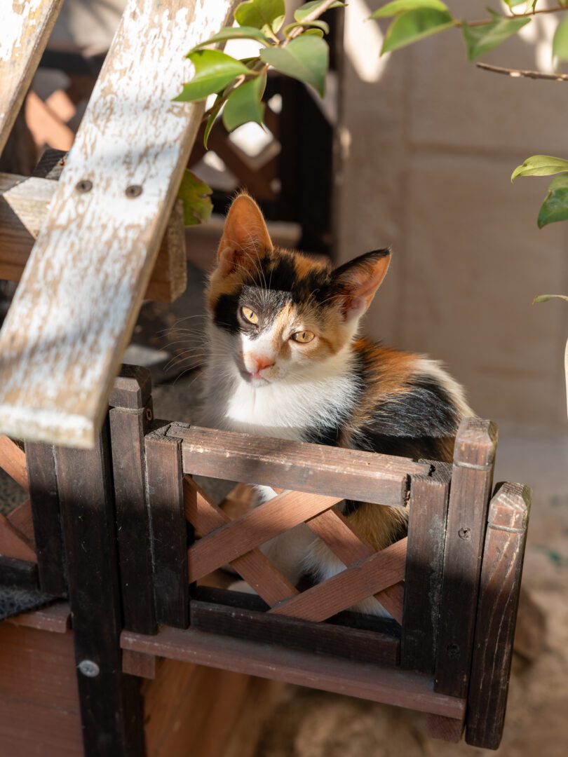 Calico kitten lounging in a wooden planter-style structure, soaking up the afternoon sun in a quiet corner of Matera, Italy.